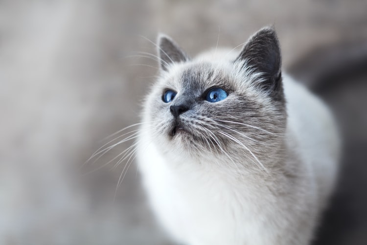 Burmese round face cat