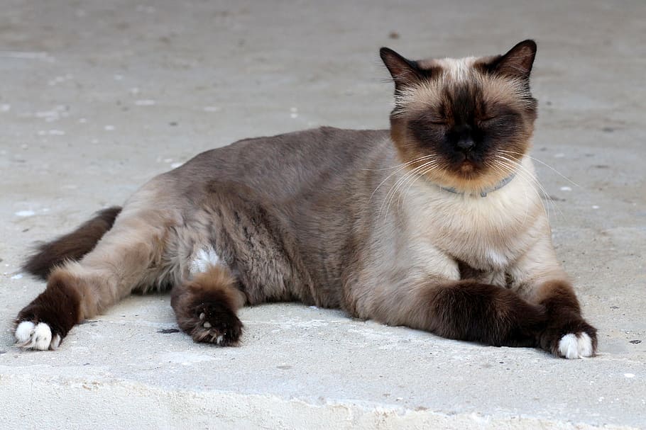 dark colored point siamese