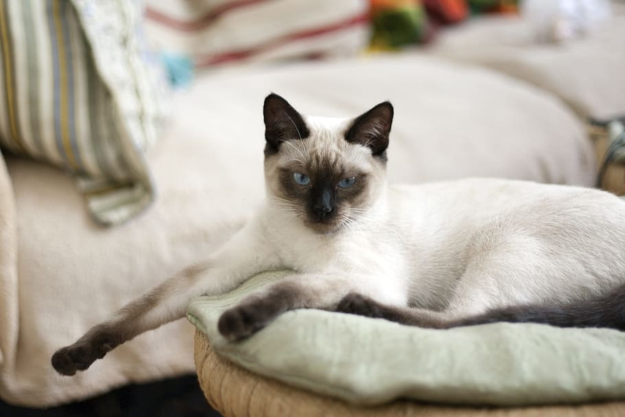 white colored point siamese cat