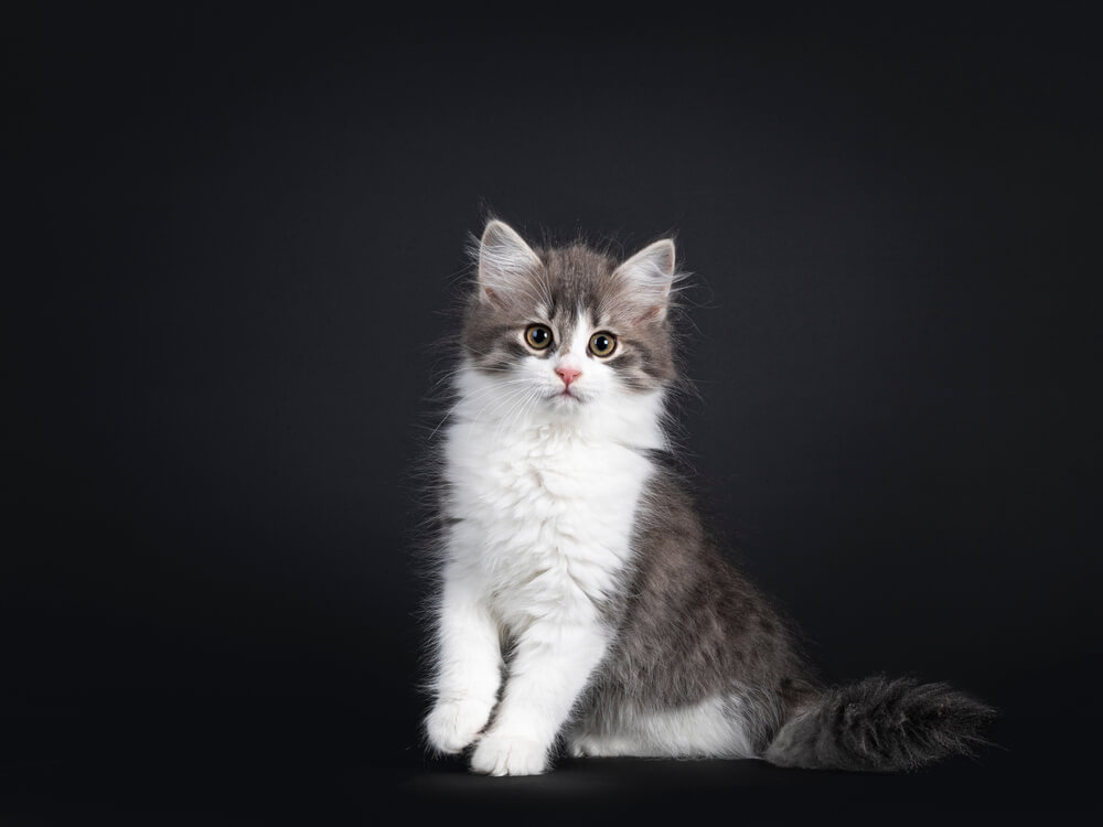 black and white siberian cats