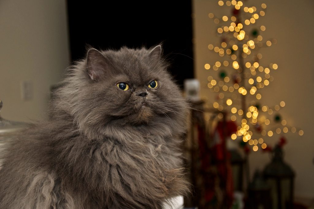 Himalayan round face cat