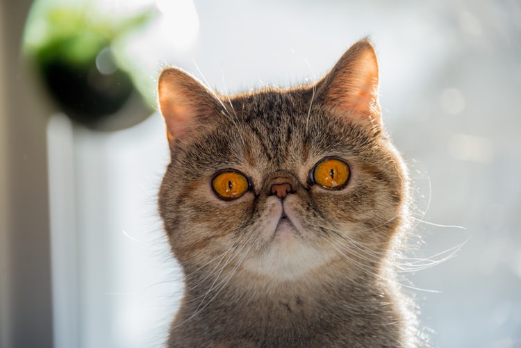 Exotic Shorthair round face cat