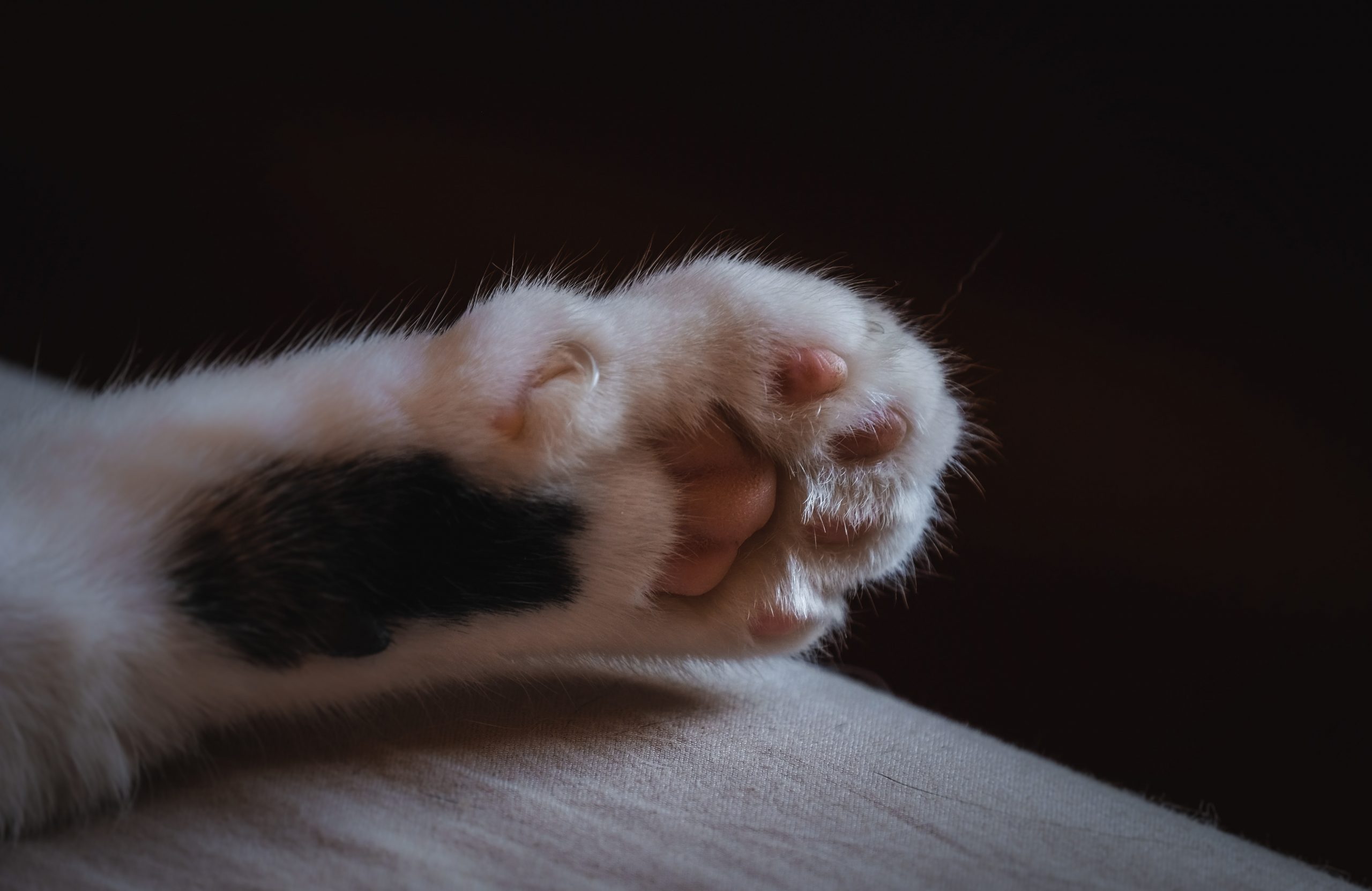 cat claw paw trimming