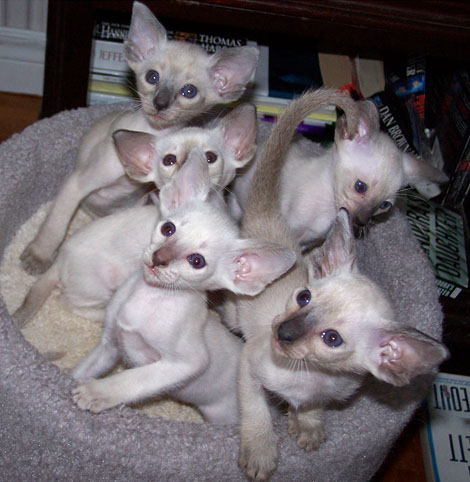 wedge siamese cats