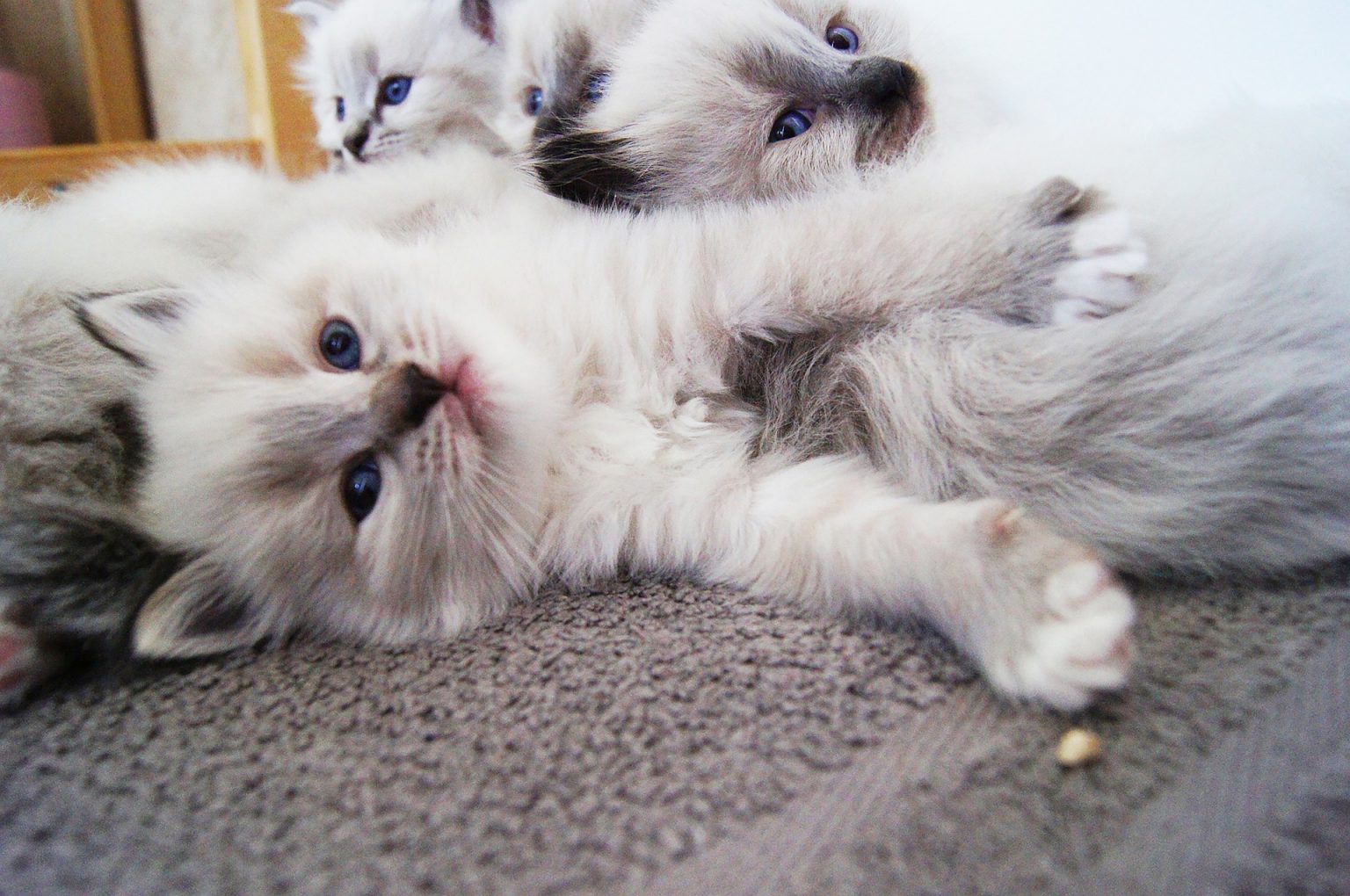 Siberian Cat Colors and Coat Patterns: Pointed Bicolored Smoke LOL Cats