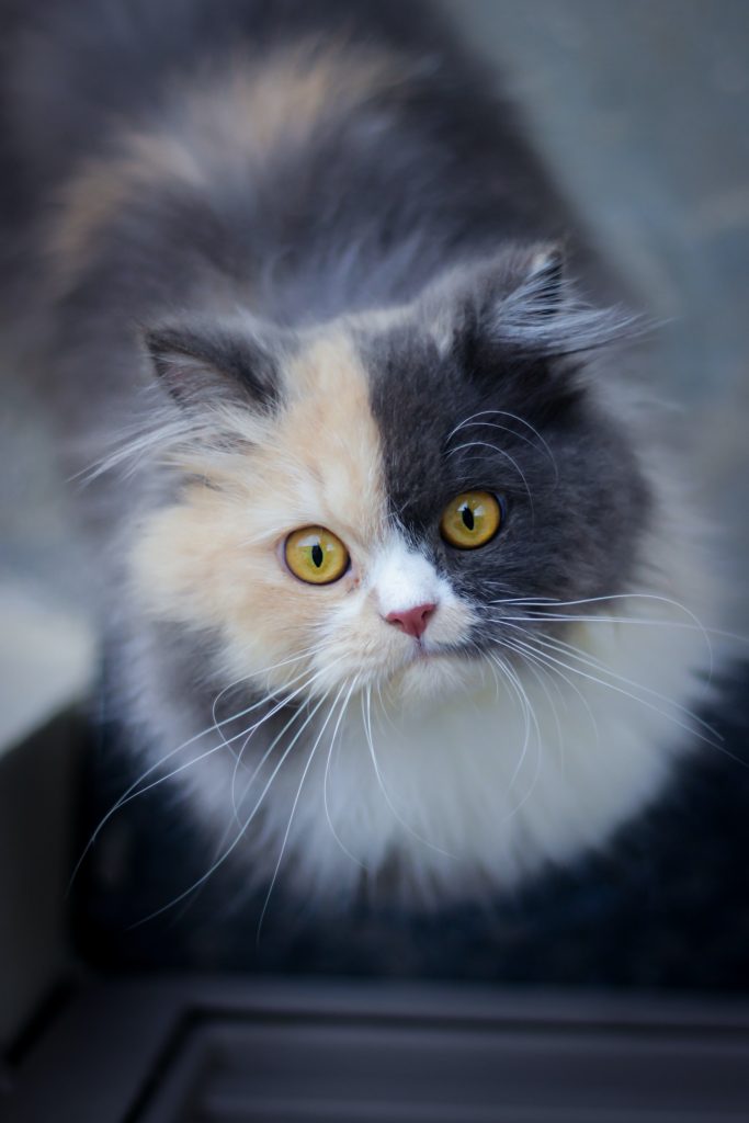 persian round face cat