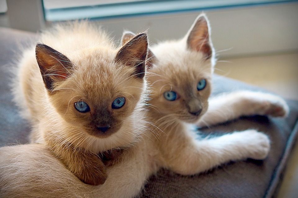 red point siamese cats