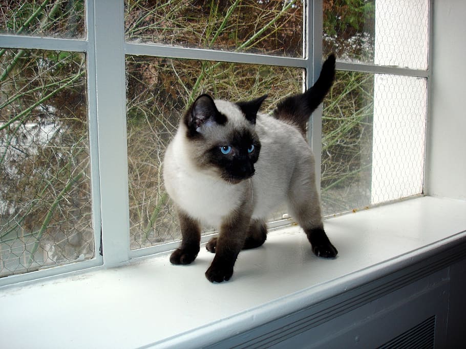 siamese seal point cat