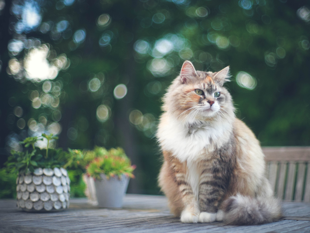 siberian tabby cat