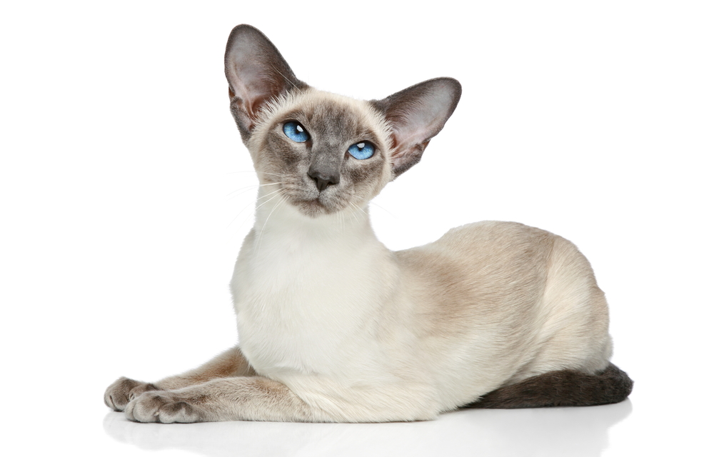 blue point siamese cat