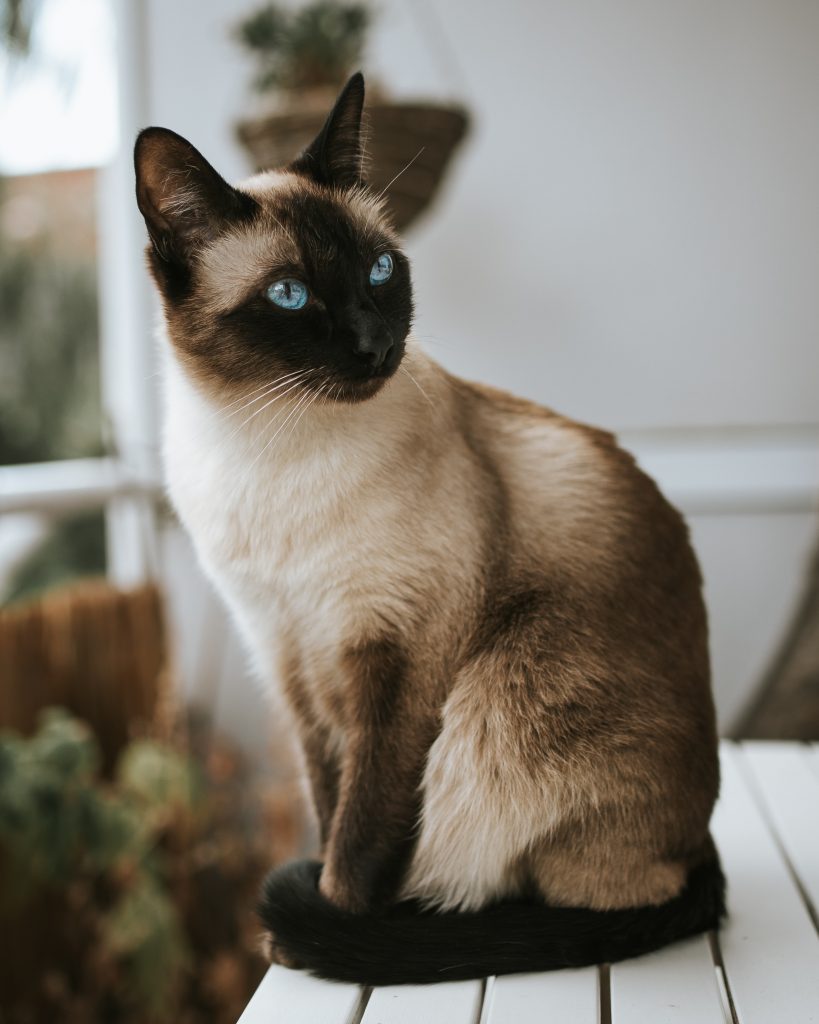 siamese cat breed