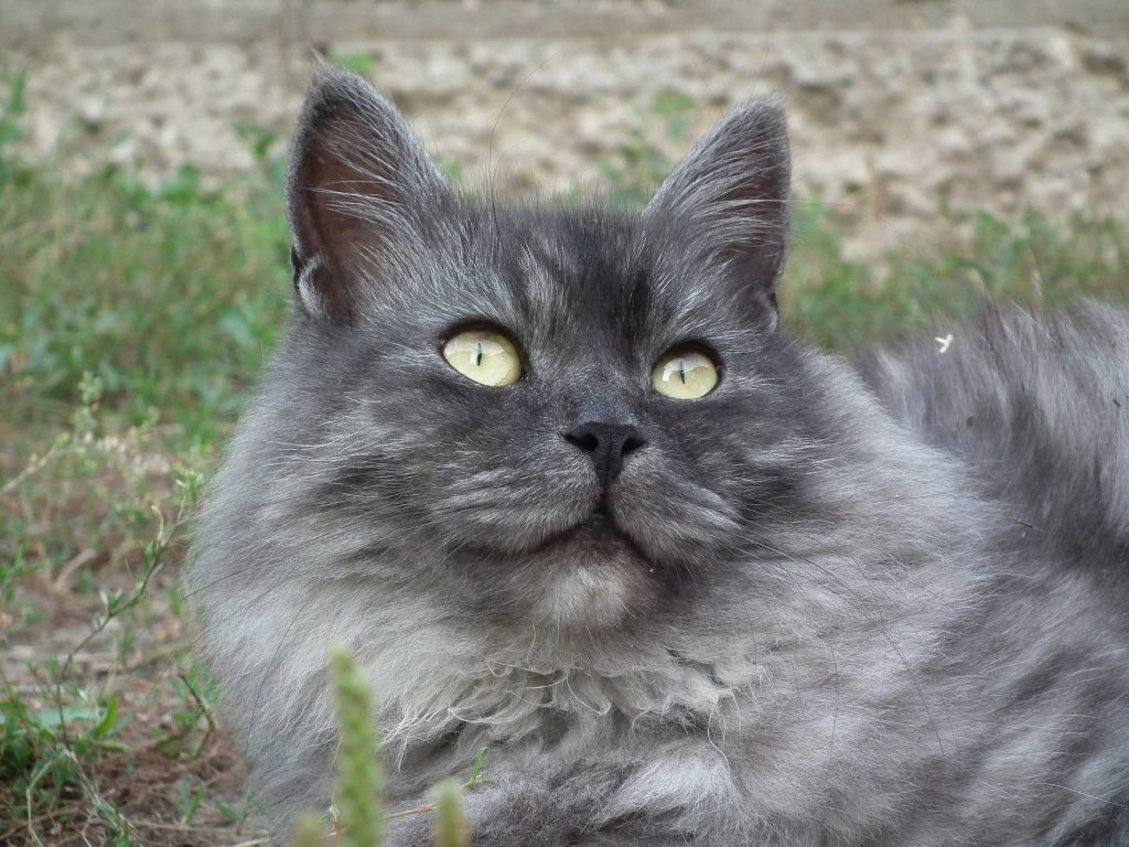 Smoke siberian cat