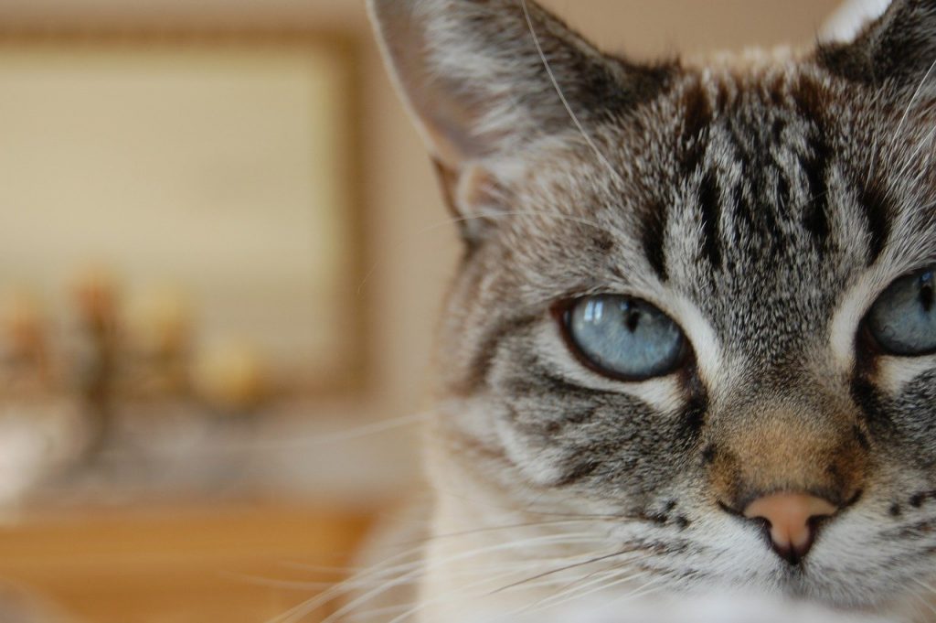 lynx tabby siamese cat