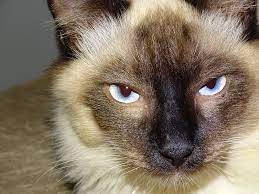tortie point siamese