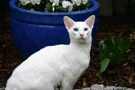 foreign white siamese cat