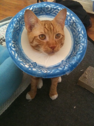 cat wearing a DIY Paper Plate Collar