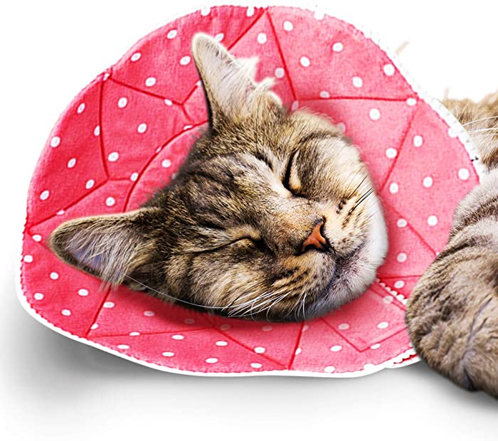 cat sleeping in a Cloth Cone