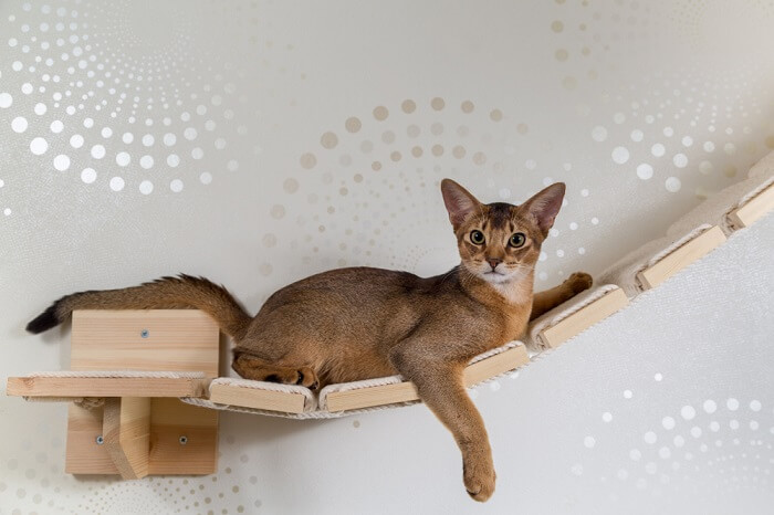 Abyssinian Cat breed that looks like a leopard