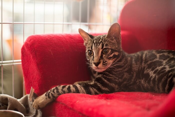 cat that looks like a leopard ashera laying on the sofa