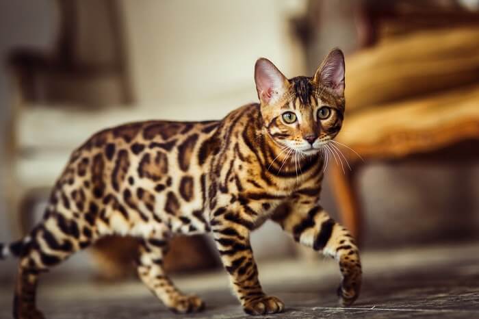 bengal cat breed that looks like a leopard