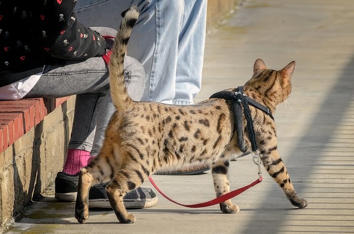 cheetoh cat that look like leopards