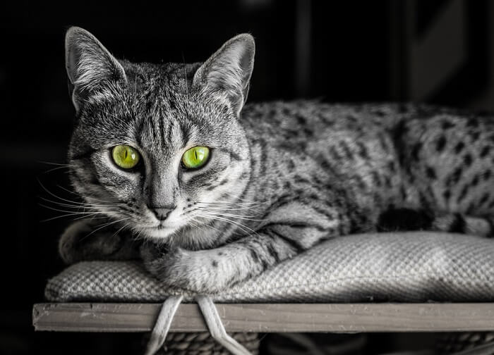 egyptian mau cat breed that looks like a leopard