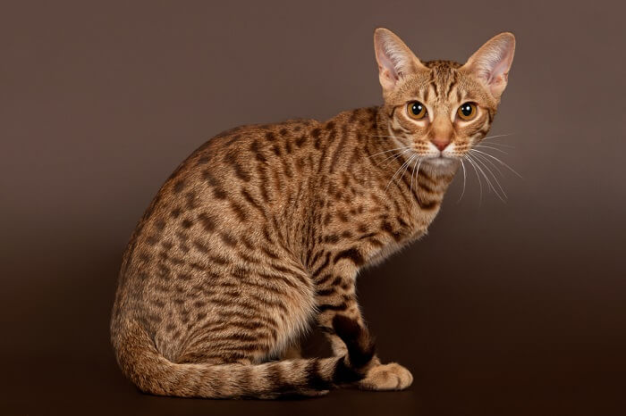 ocicat cat breed that looks like a leopard