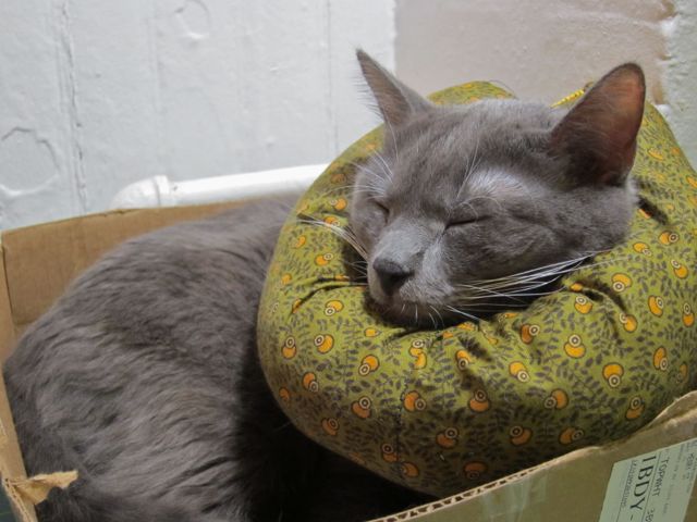 cat wearing a Pillow Collar