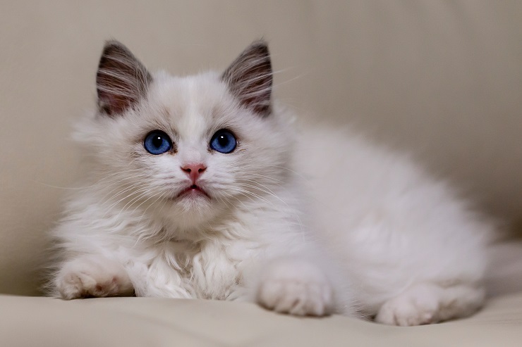 Cats' dazzling eye colors may come from 1 unusual ancestor