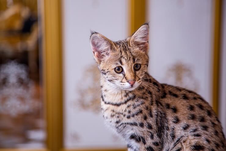 Exotic domestic hot sale cat breeds