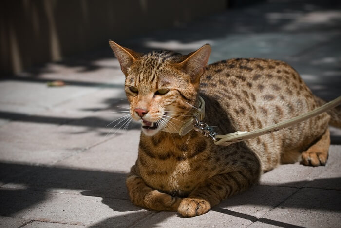 Savannah cat that looks like a leopard