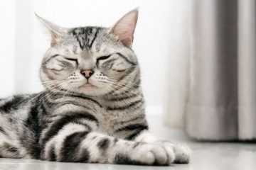 10 Fascinating Facts About Silver Tabby Cats - LOL Cats