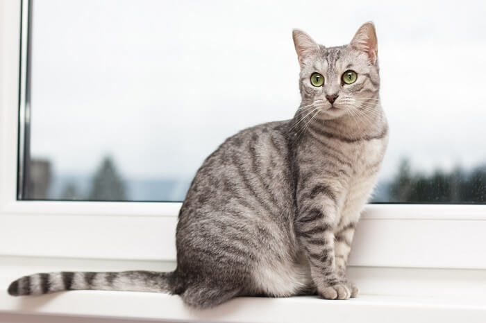 first domesticated cats wore the tabby pattern