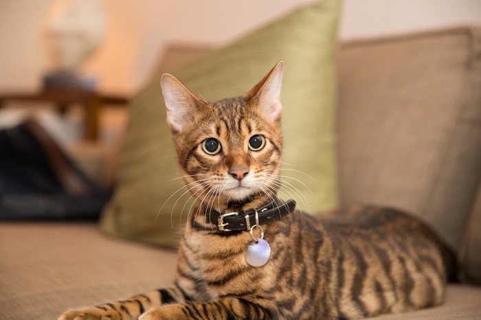 Toyger Cat that looks like a leopard