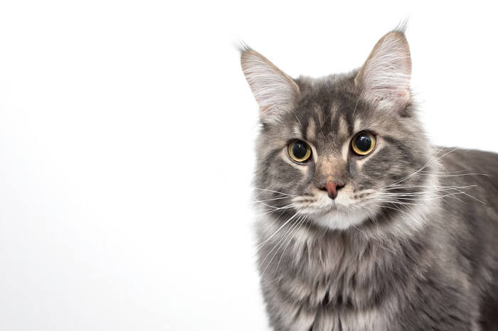tabby cats have a distinctive "M" On Their Heads