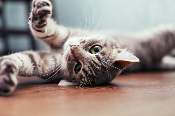 silver tabby kitten laying on the back