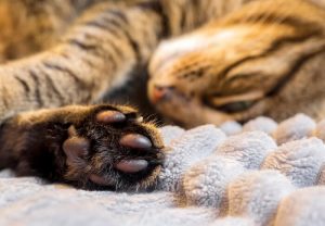 10 Fascinating Facts About Silver Tabby Cats - LOL Cats