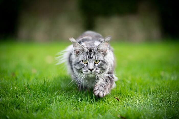 silver tabby cat hunting