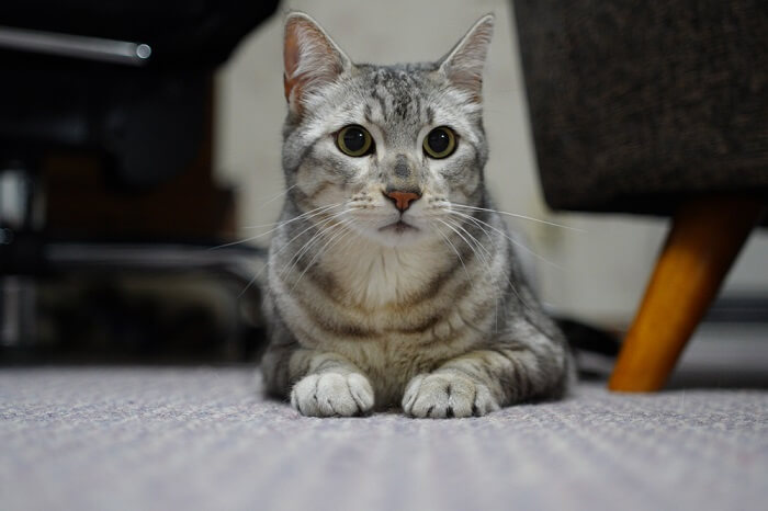 Tabby Patterns help the cat survive in the wild