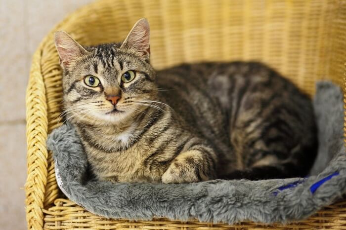 there are four different coat patterns in tabby cats