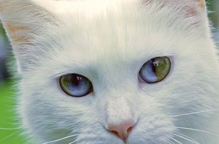 beautiful cat with dichromatic eyes