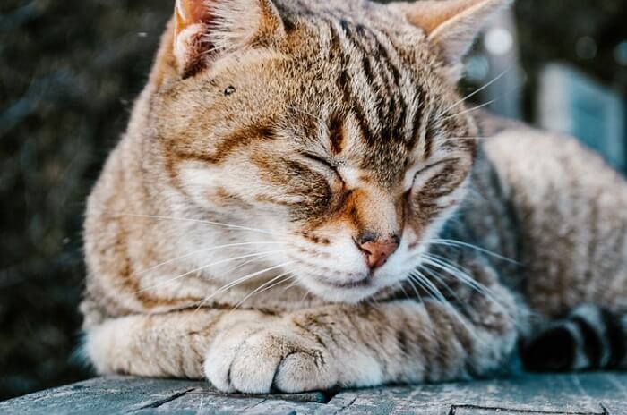 cat sleeping positions and their meaning: The Cat Loaf Or Sphinx Position