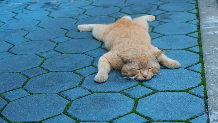 Splooting Cat Sleeping Position and its meaning