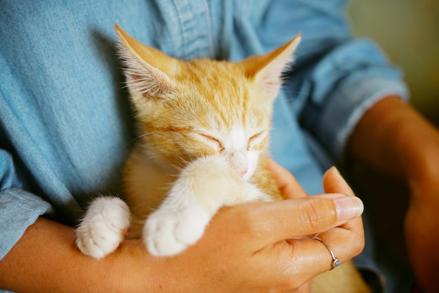 Sleepy cat in human's chest