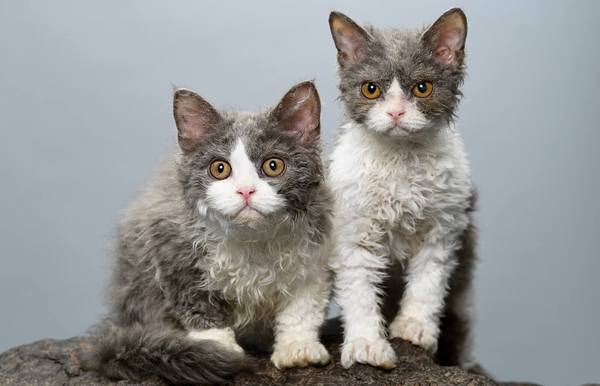 cutest curly haired cat breeds