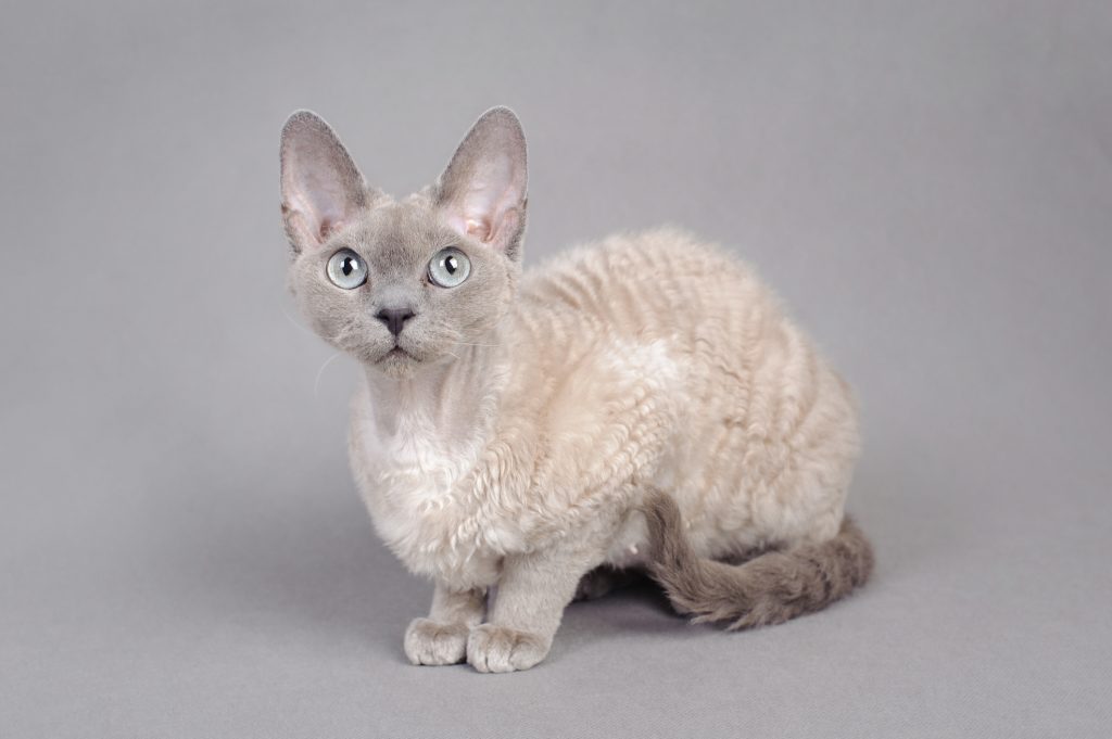 Devon Rex cat