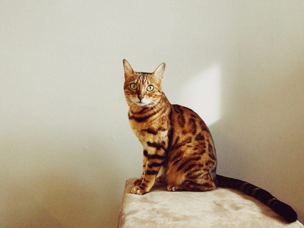 bengal cat breed that looks like a leopard