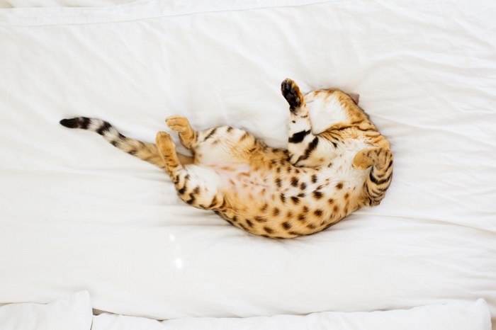 The Contortionist cat sleeping Position and its meaning