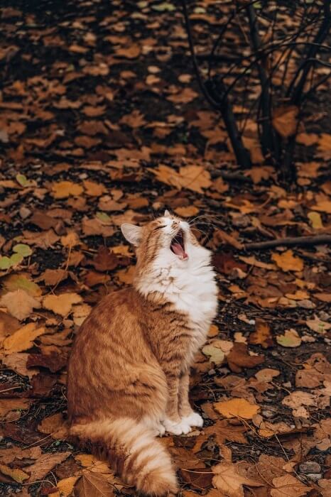 Sit Up Cat Sleeping Position and its meaning