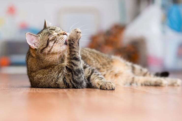 Cat Nail Biting: Why Does My Cat Chew And Pull Its Nails? - LOL Cats